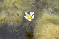 Ranunculus longirostris