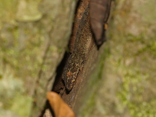 Skin-toe Forest Gecko, Cyrtodactylus interdigitalis