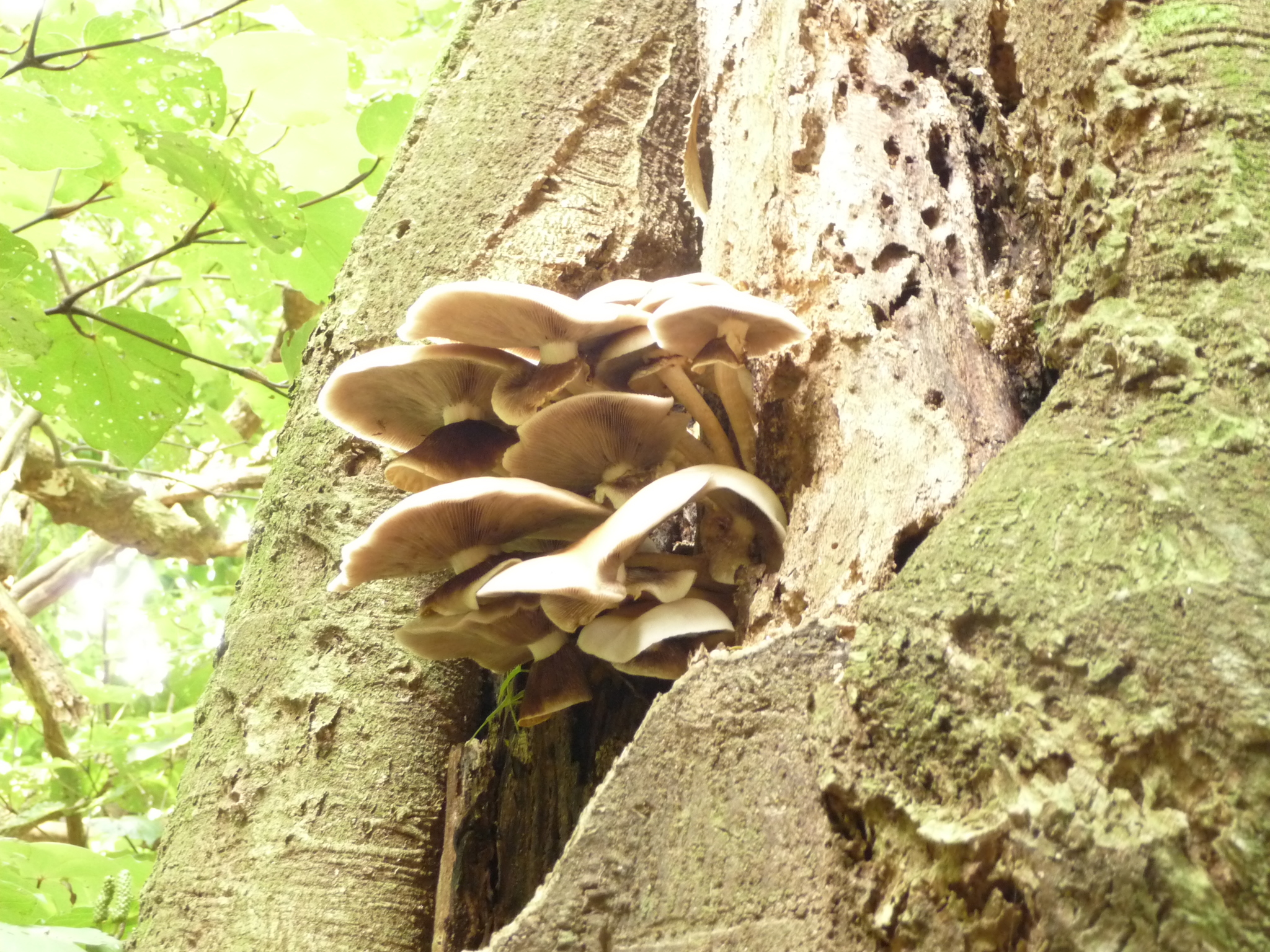 Agrocybe parasitica image