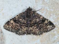 Metalectra diabolica