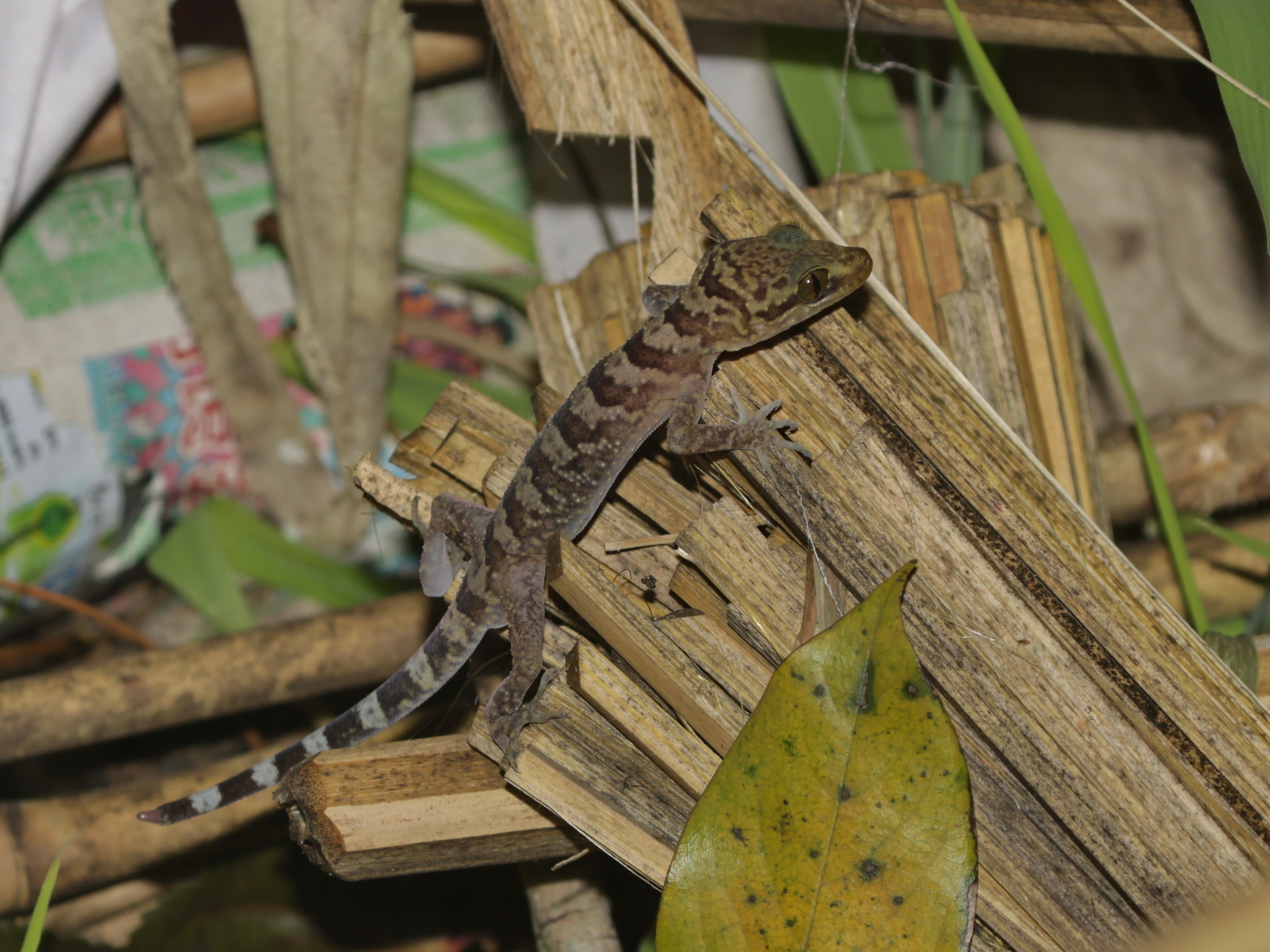 Phu My Bent-toed Gecko, Cyrtodactylus phumyensis