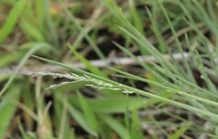 Poa morrisii
