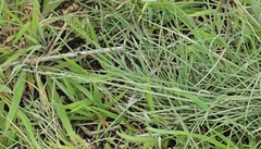 Poa morrisii