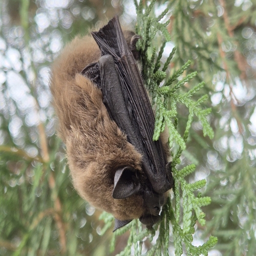 Mouse-like Serotine