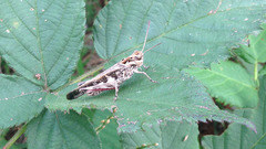 Oedaleus infernalis