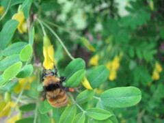Bombus borealis image