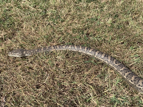Coastal Carpet Python sighting