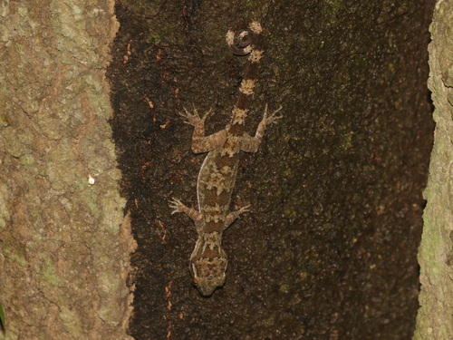 tree spirit bent-toed gecko, Cyrtodactylus rukhadeva