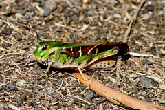 Yellow-Winged Locust