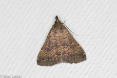 Hypenula cacuminalis