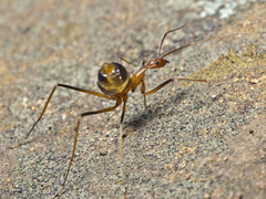 Leptomyrmex rufipes