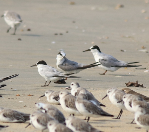Saunders's Tern (Sternula saundersi), photo 4