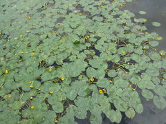 Nuphar × rubrodisca