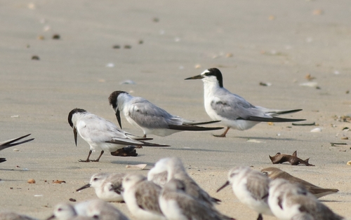 Saunders's Tern (Sternula saundersi), photo 9