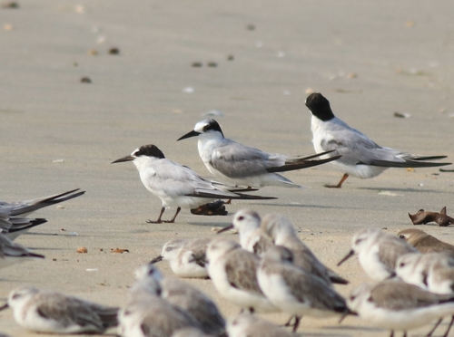 Saunders's Tern (Sternula saundersi), photo 10