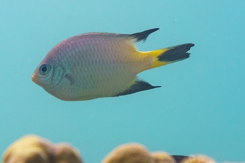 Amblyglyphidodon melanopterus