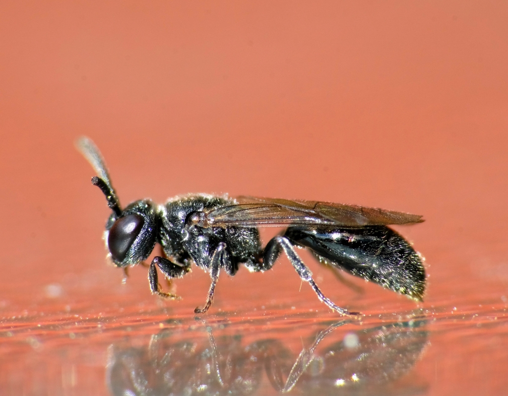 Psenulus frontalis