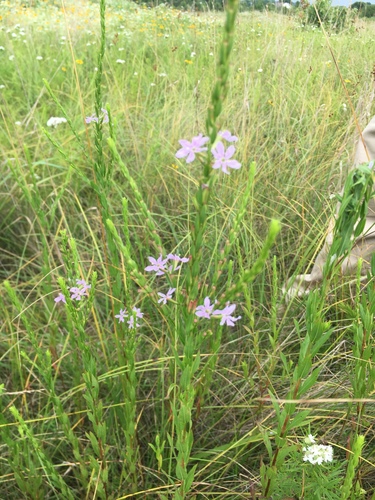 Lythrum alatum var. alatum