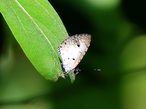 Small Pied Blue