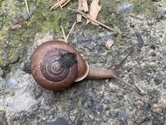 Traumatophora triscalpta