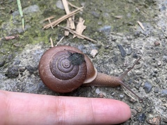 Traumatophora triscalpta