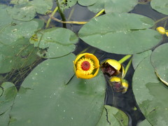 Nuphar × rubrodisca