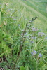 Artemisia laciniata laciniata - Photo (c) Оlga Сhernyagina, some rights reserved (CC BY-NC), uploaded by Оlga Сhernyagina