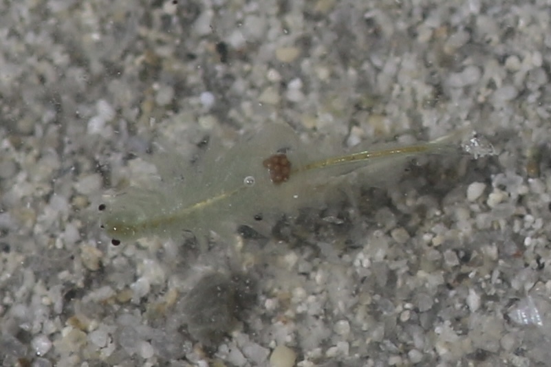 Artemia monica Verrill, 1869