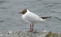 Chroicocephalus ridibundus