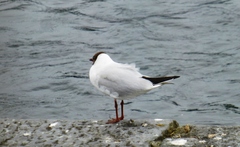 Chroicocephalus ridibundus