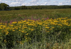 Jacobaea cannabifolia