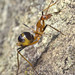 Leptomyrmex rufipes - Photo (c) tony_d, some rights reserved (CC BY-NC), uploaded by tony_d