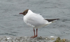 Chroicocephalus ridibundus