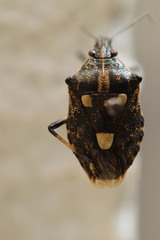 Dalpada oculata