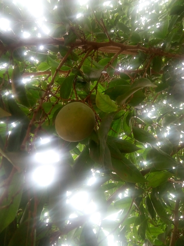 Irvingia gabonensis (Irvingia gabonensis)