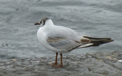 Chroicocephalus ridibundus