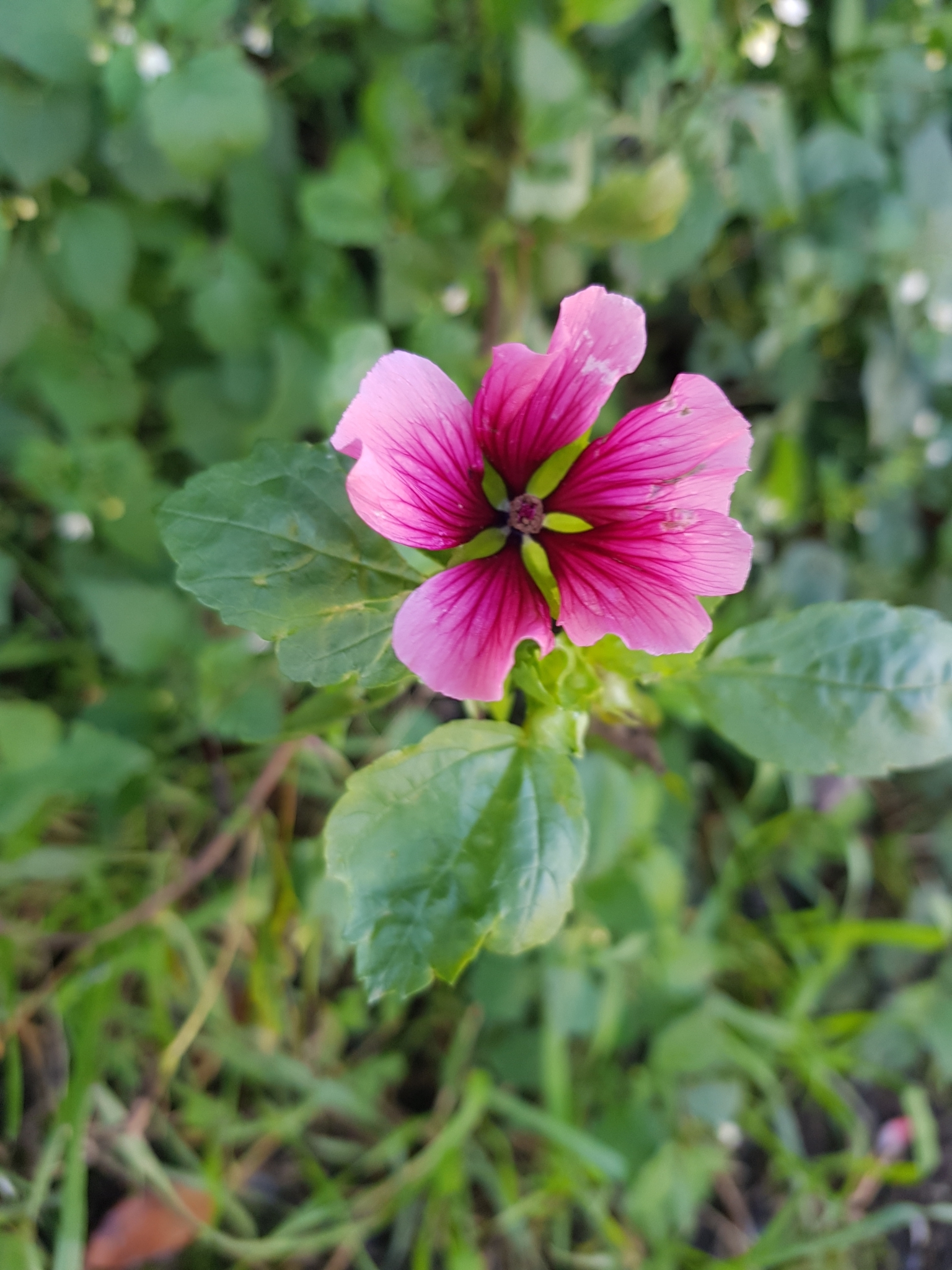 Imagem de Malva-real