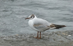 Chroicocephalus ridibundus