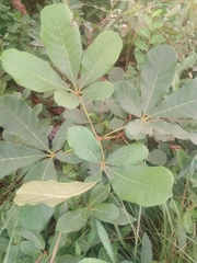 Vitex doniana