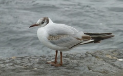 Chroicocephalus ridibundus