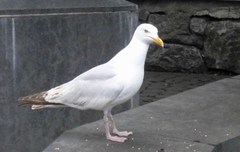 Larus argentatus