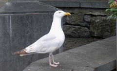 Larus argentatus