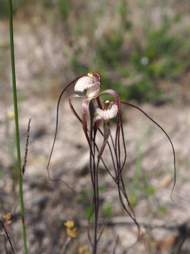 Image of Caladenia chapmanii by (c) Hugo Innes, some rights reserved (CC BY)