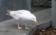 Larus argentatus