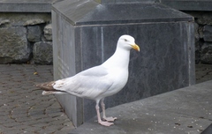 Larus argentatus