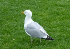 Larus argentatus