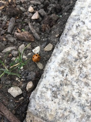 Coccinella septempunctata