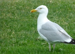 Larus argentatus