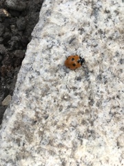 Coccinella septempunctata