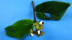 Tournefortia subsessilis